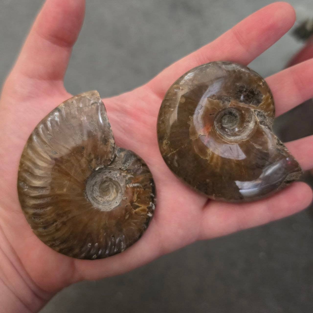 Fire Ammonite - Pick Your Size!