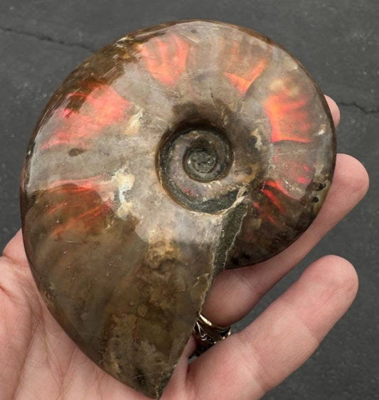 Fire Ammonite - Pick Your Size!