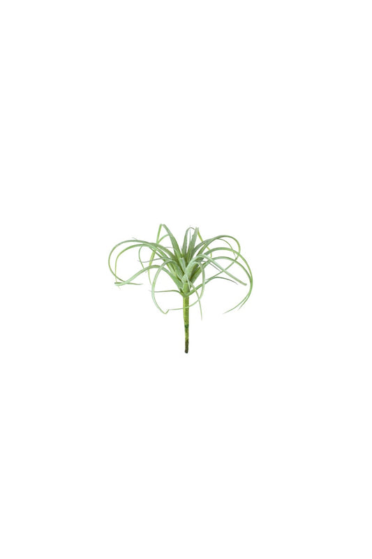 Green Air Plant Small