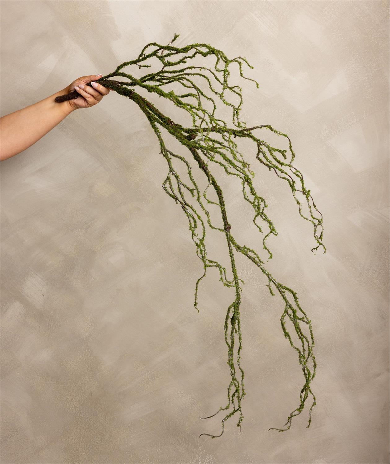 Stem - Mossed Branch