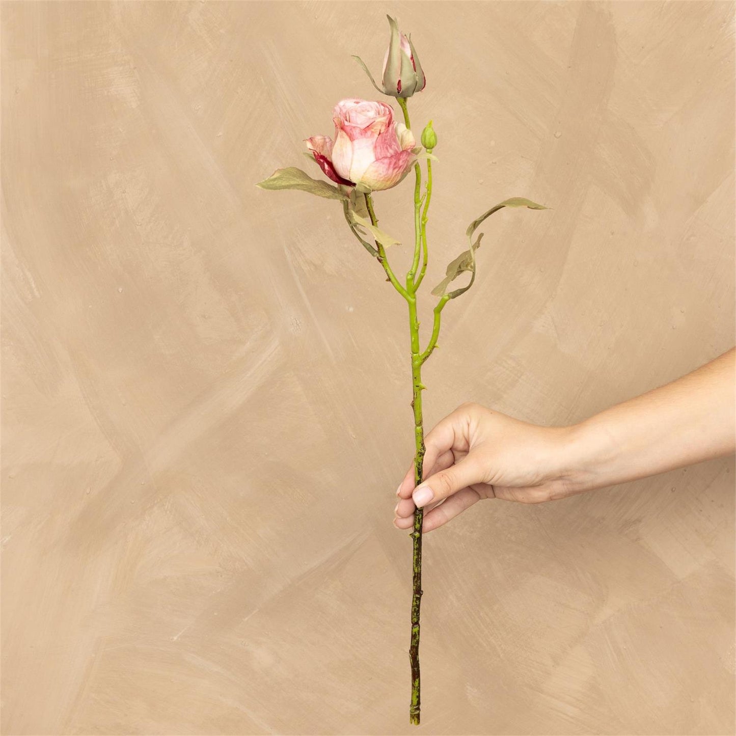 Stem - Dried Look Garden Rose Pink