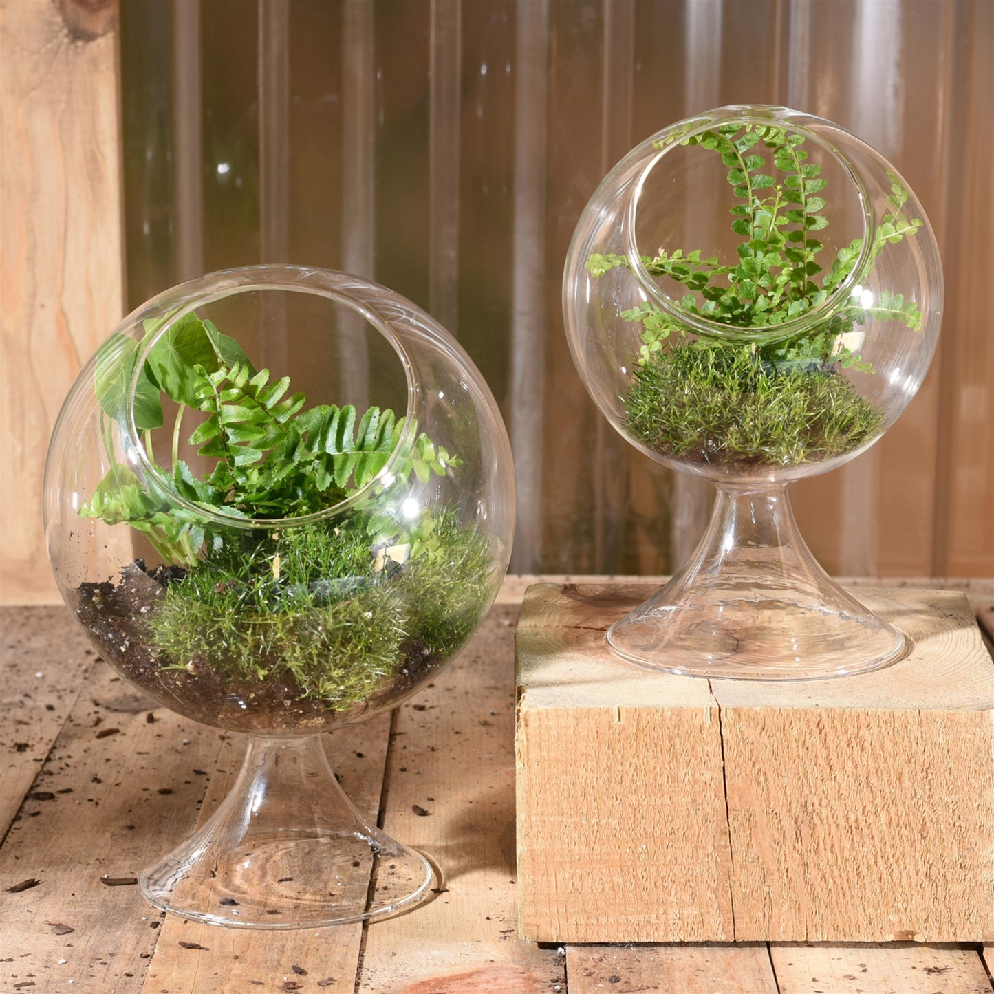 HomArt Sole Terrarium Glass - Round Large | Clear Glass Plant Ecosystem Container