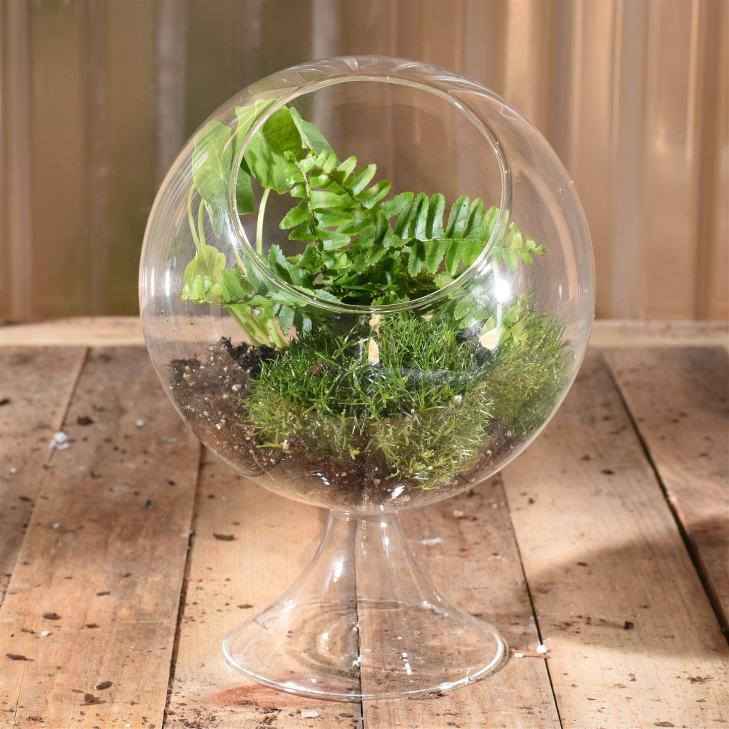 HomArt Sole Terrarium Glass - Round Large | Clear Glass Plant Ecosystem Container