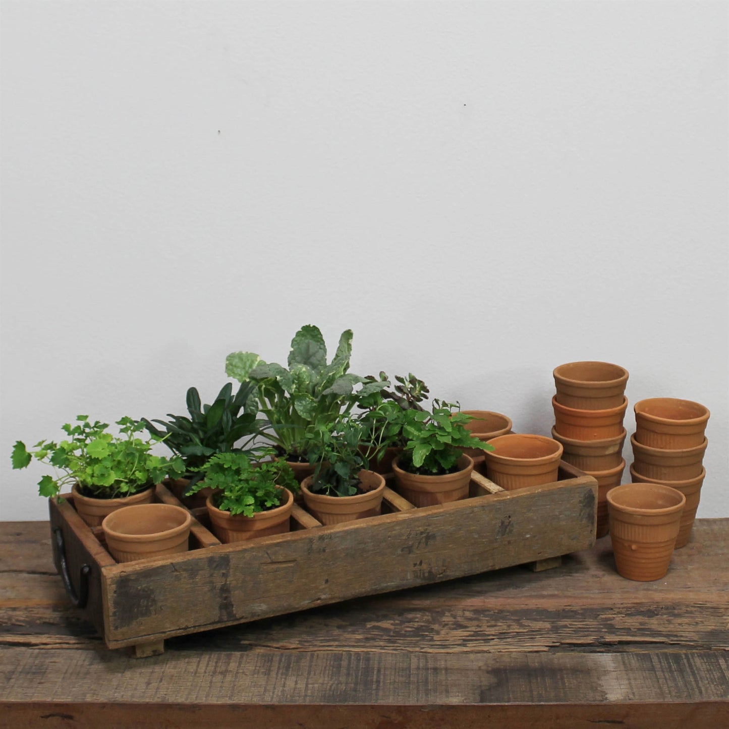 HomArt Campo Wood Caddy with 10 Clay Cups | Rustic Home Storage & Organization