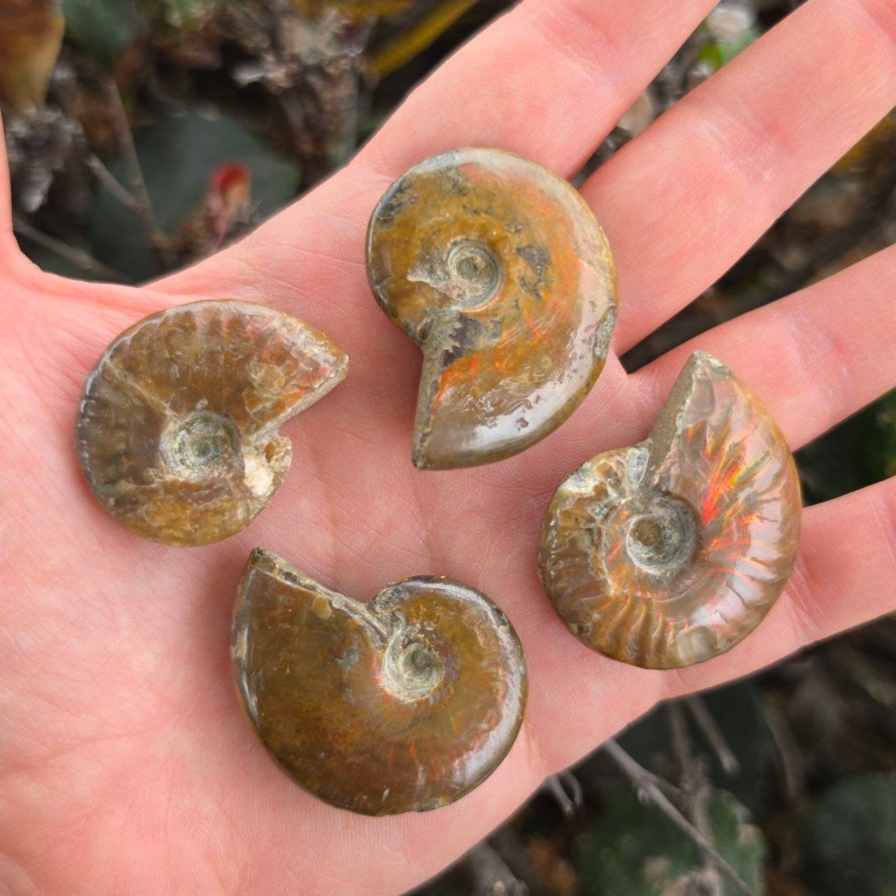 Fire Ammonite - Pick Your Size!