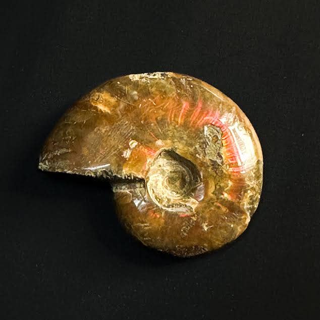 Fire Ammonite - Pick Your Size!