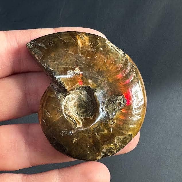 Fire Ammonite - Pick Your Size!