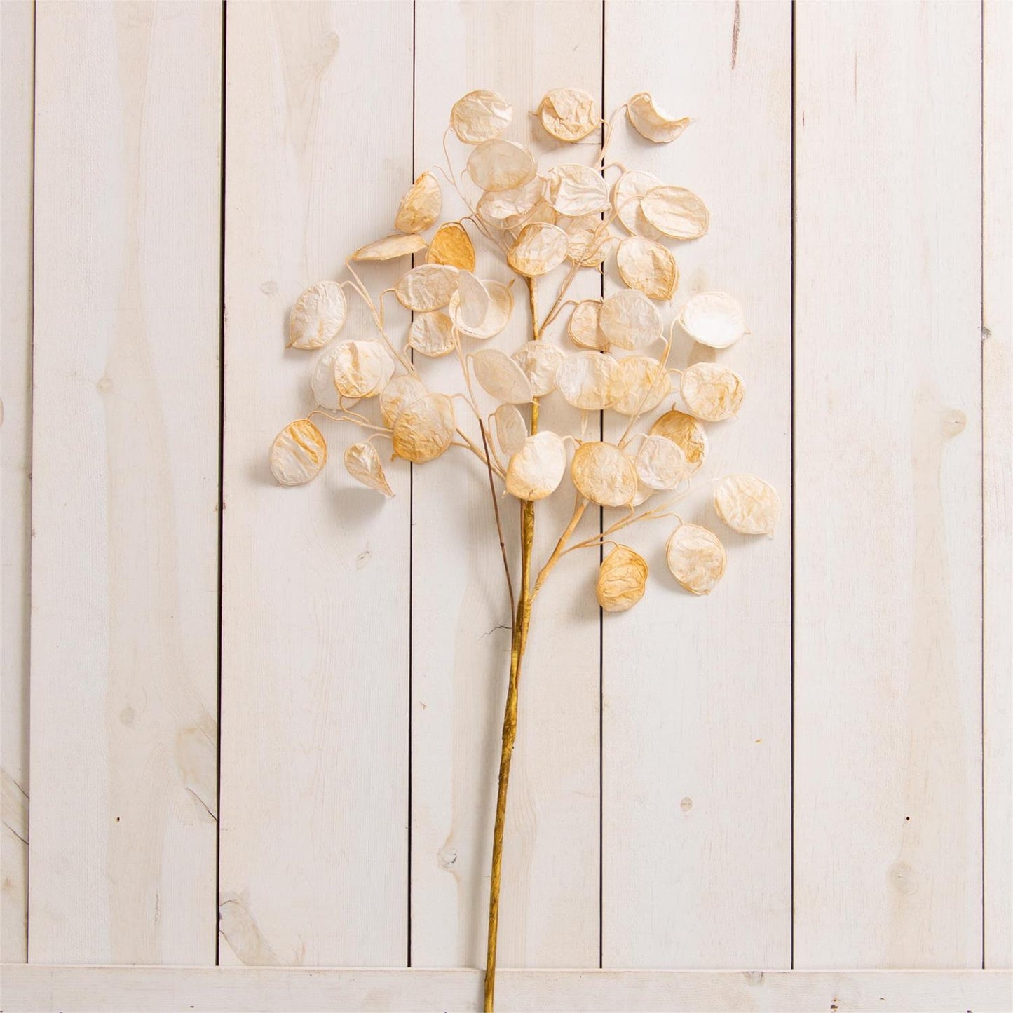 White Silver Dollar Sprig