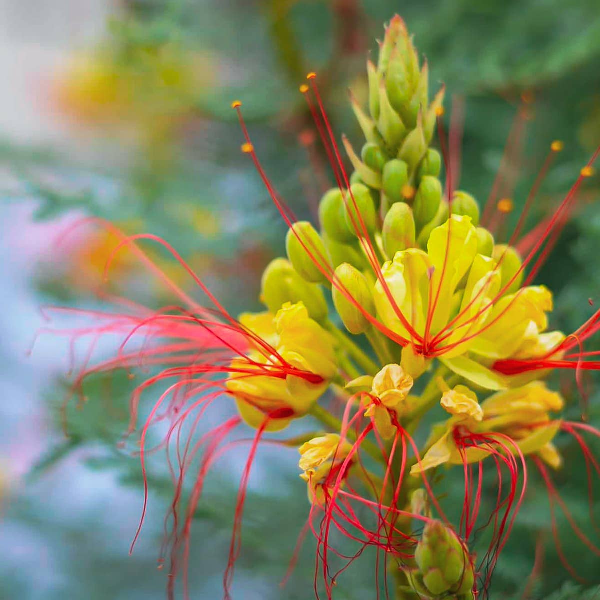 BIRD OF PARADISE / Vibrational Essence for FlourishingBeauty