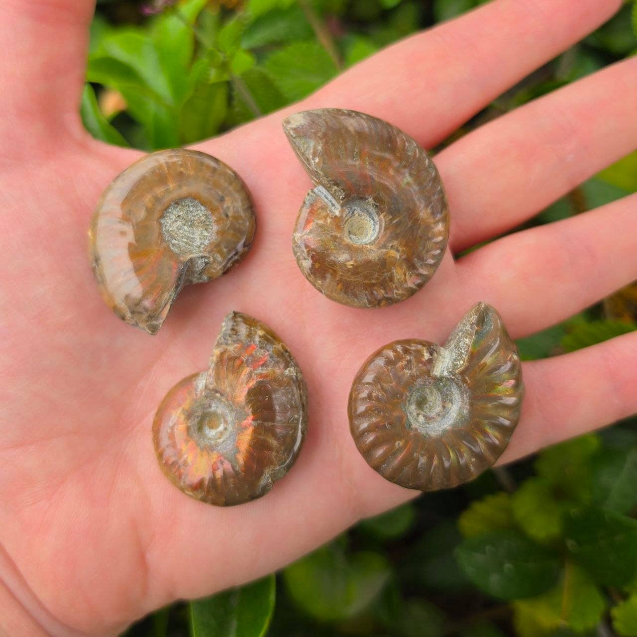 Fire Ammonite - Pick Your Size!