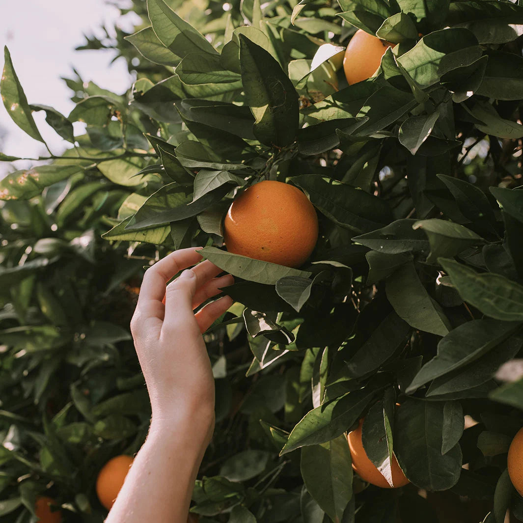 Orange Blossom Hand Cream