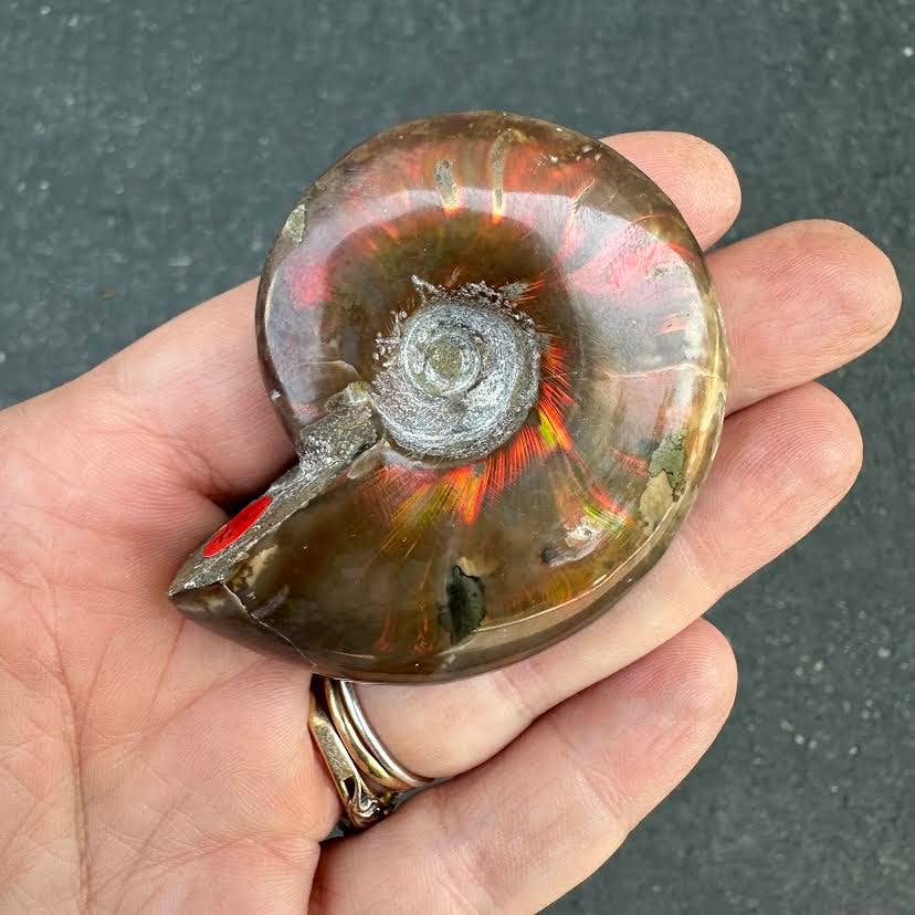Fire Ammonite - Pick Your Size!