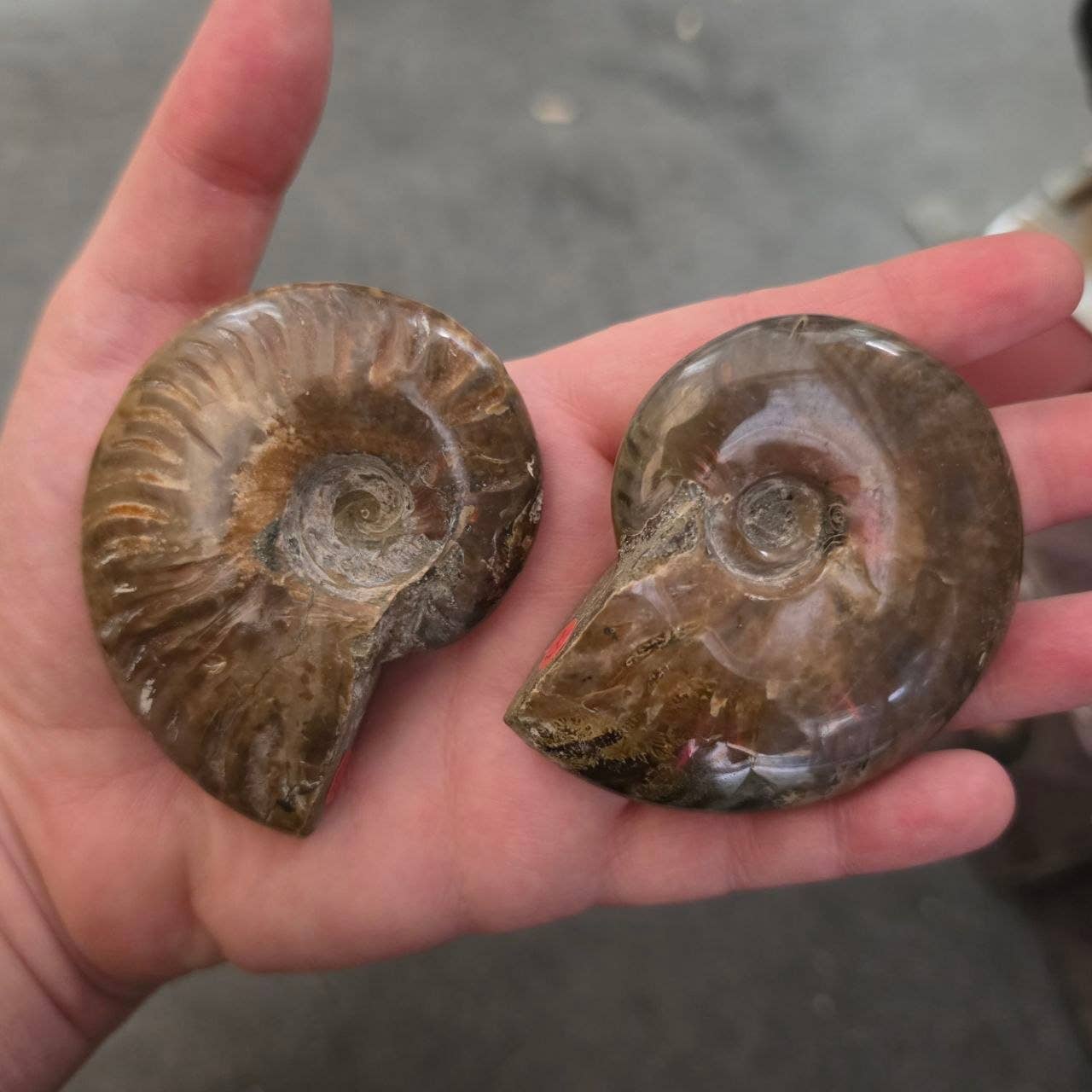 Fire Ammonite - Pick Your Size!