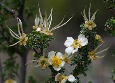 CLIFF ROSE / Flower Essence for Manifestation